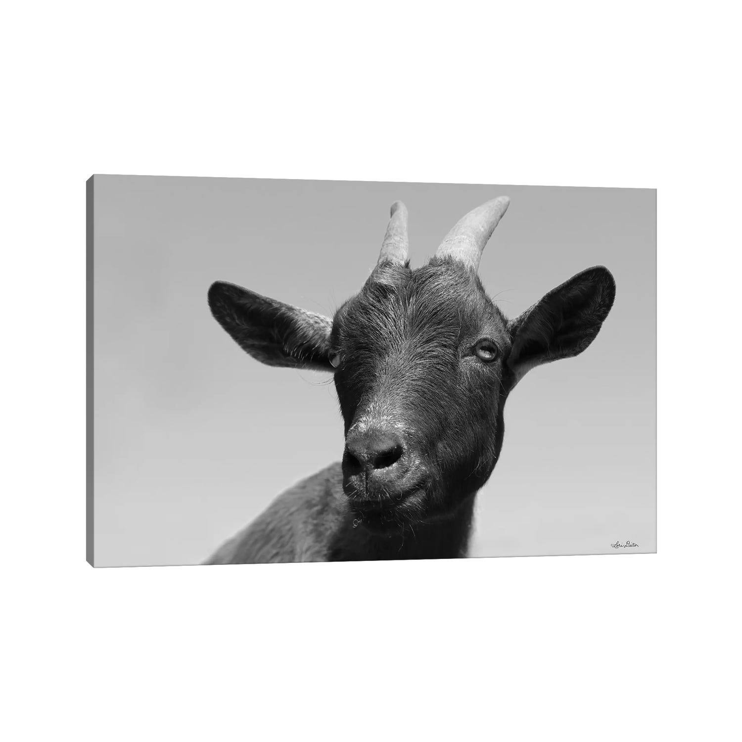 iCanvas "Lake Tobias Goat I" by Lori Deiter Canvas Print - Bed Bath